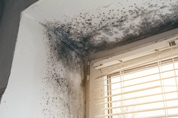 Affordable Crawl Space Mold Removal solutions in Alden, MI